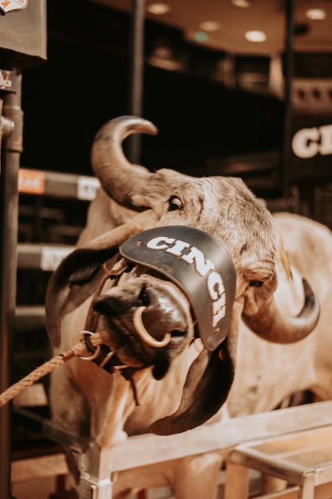 Cinch bull in the chute