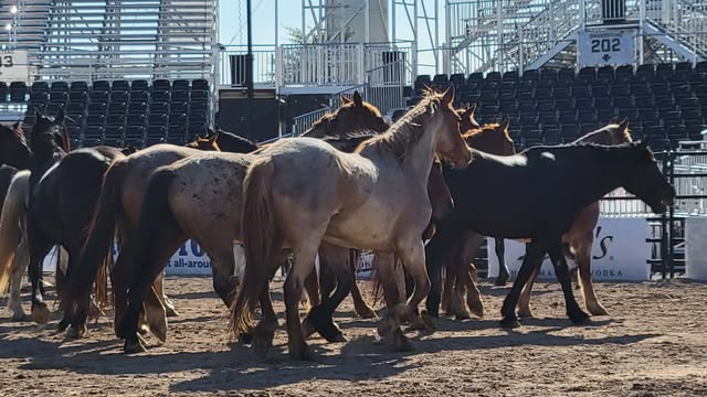 Bucking Stock Pen
